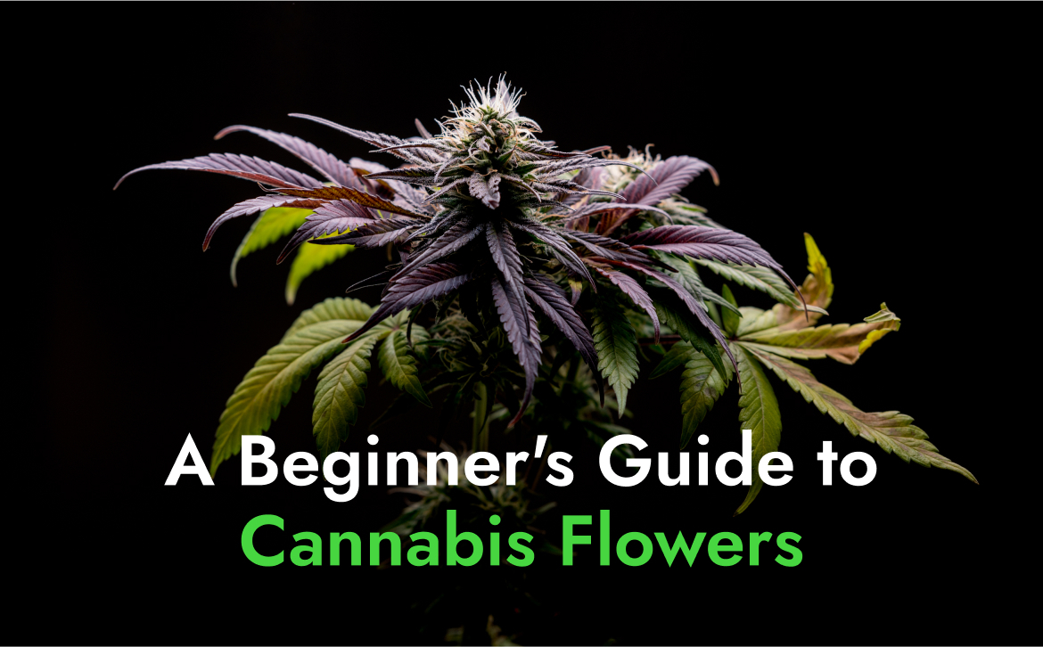 A Beginner's Guide to Cannabis Flowers