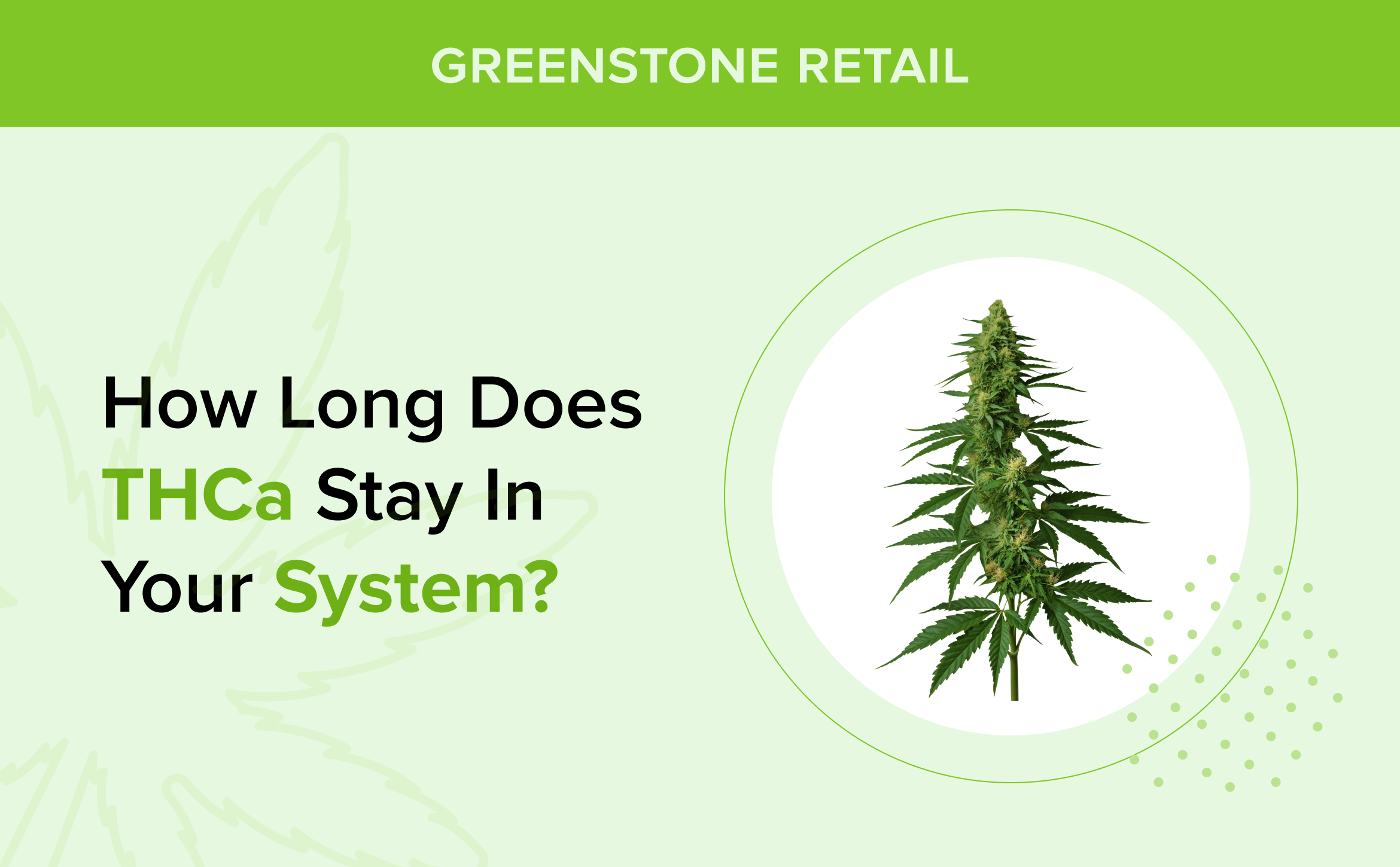 How Long Does THCa Stay in Your System
