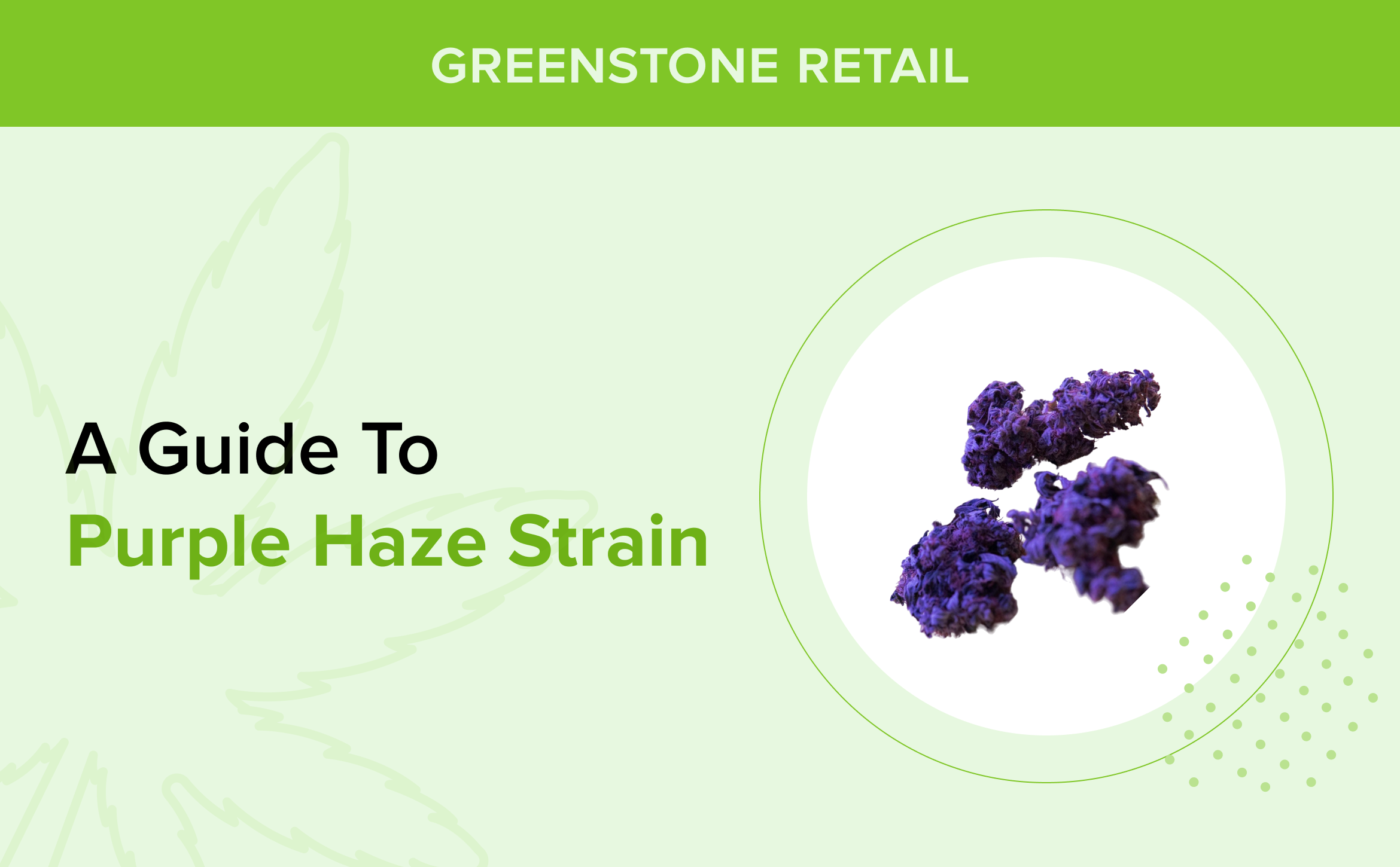 A Guide to Purple Haze Strain