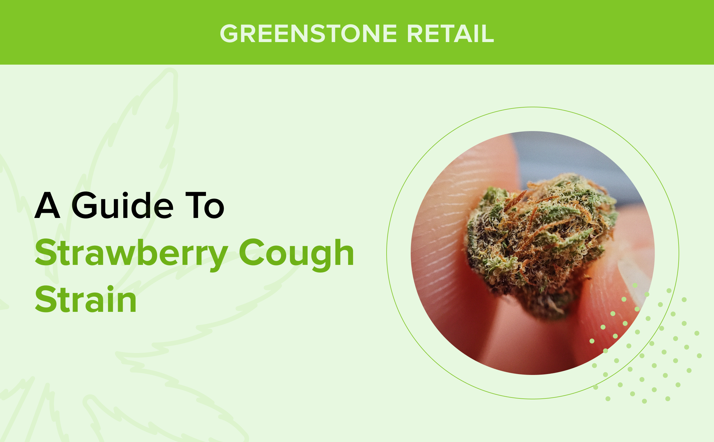 -A Guide to  Strawberry Cough Strain 