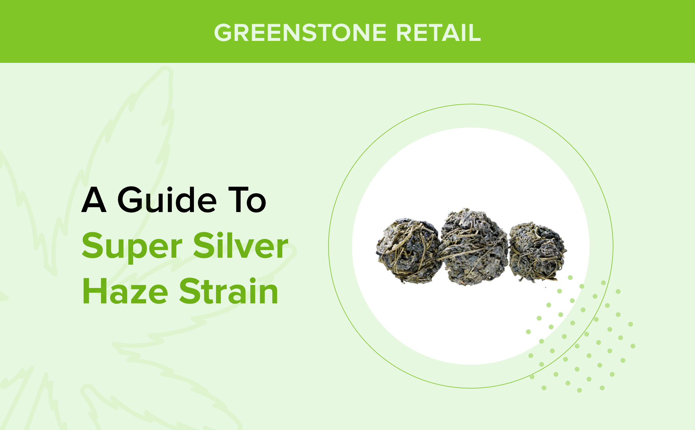 A Guide toÿ Super Silver Haze Strain